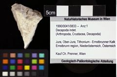 Foto (Objket + Etiketten) von Decapoda indet. 